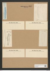 Gomphonema herculeanum Ehr. (de-Toni-Nr.: Genus 37, Species 1724) Zeichnungen Sammlung Grunow Nr. 3349 (NHMW-BOT-W0370859)